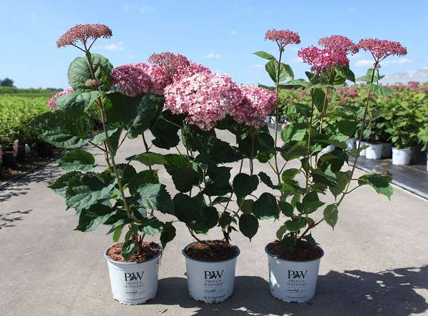 Picture of HYDRANGEA ARBORESCENS PINK ANNABELLE