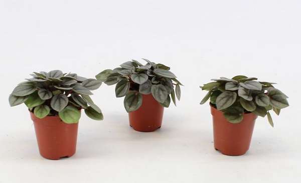 Picture of PEPEROMIA MILANO
