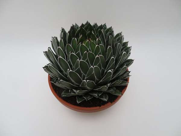 Picture of AGAVE VICTORIA