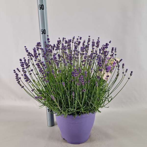Picture of LAVANDULA ANGUSTIFOLIA ESSENCE PURPLE