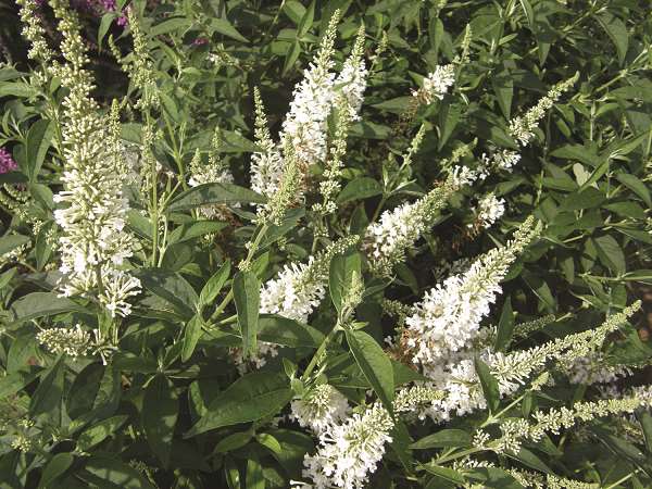 Picture of Buddleja davidii argus white