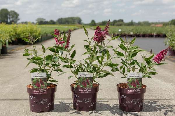 Picture of BUDDLEJA DAVIDII FUNKY FUCHSIA