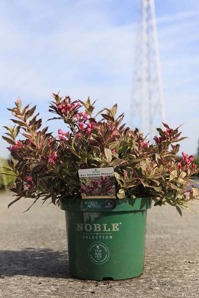 Picture of WEIGELA ALL SUMMER® MONET NOBLE®