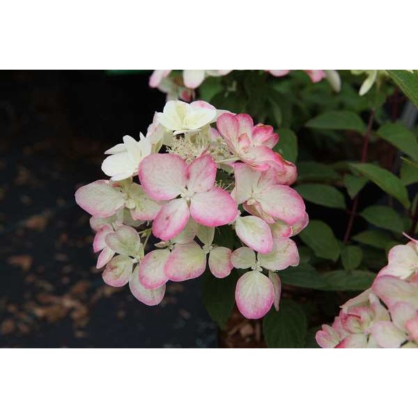 Picture of HYDRANGEA PANICULATA DIAMANT RED