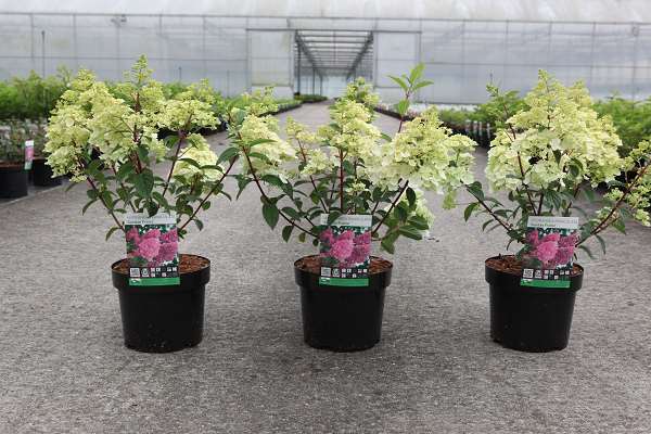 Picture of HYDRANGEA PANICULATA SUNDAE FRAISE