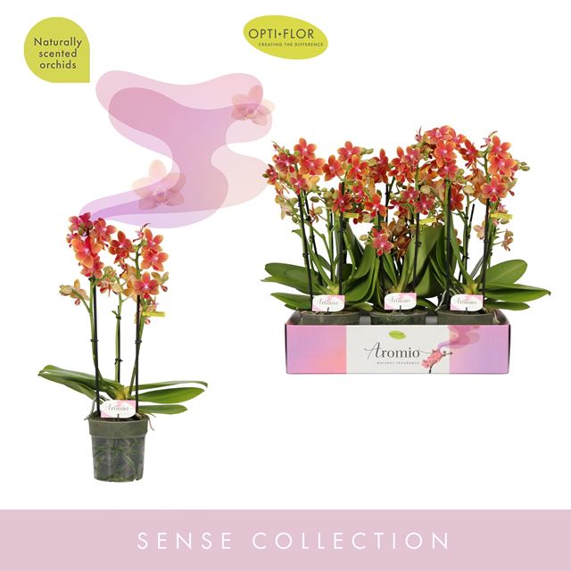 Picture of PHALAENOPSIS 03-STEM AROMIO TROPICAL 