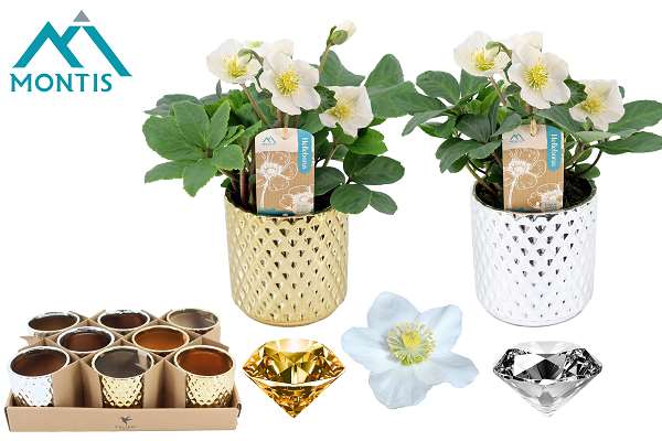 Picture of Helleborus niger christmas carol in cramic