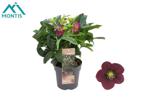 Picture of Helleborus orientalis early red