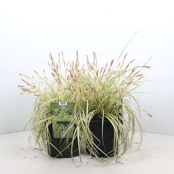 Picture of Carex oshimensis evergold