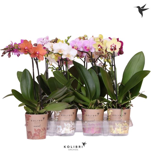 Picture of Phalaenopsis 01-stem kolibri mix