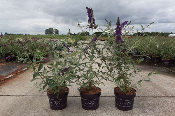 Picture of BUDDLEIA DAVIDII PSYCHEDELIC SKY  FIRST EDITIONS®