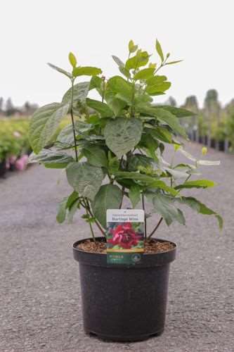 Picture of CALYCANTHUS RAULSTONII HARTLAGE WINE