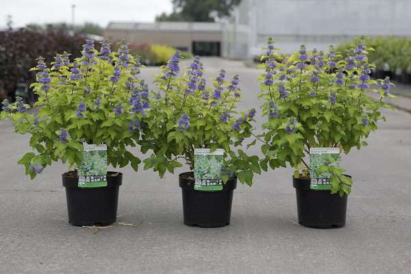 Picture of CARYOPTERIS CLANDONENSIS GOOD AS GOLD