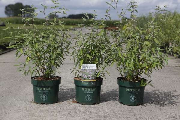 Picture of CARYOPTERIS CLANDONENSIS PINK PERFECTION