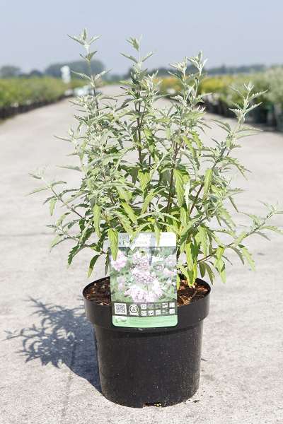 Picture of CARYOPTERIS CLAND. PINK PERFECTION