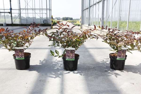 Picture of DIERVILLA SPLENDENS DIVA