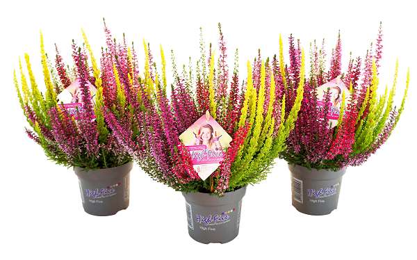 Picture of Calluna beauty ladies high five