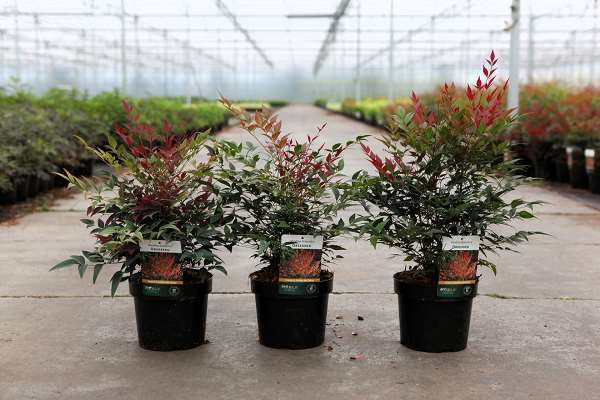 Picture of NANDINA DOMESTICA OBSESSED