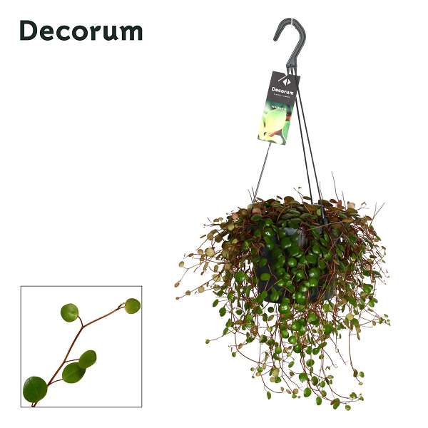 Picture of Peperomia pepperspot hanging basket