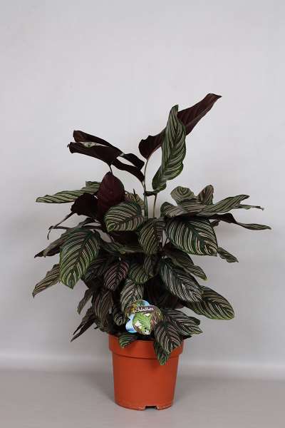 Picture of CALATHEA ORNATA