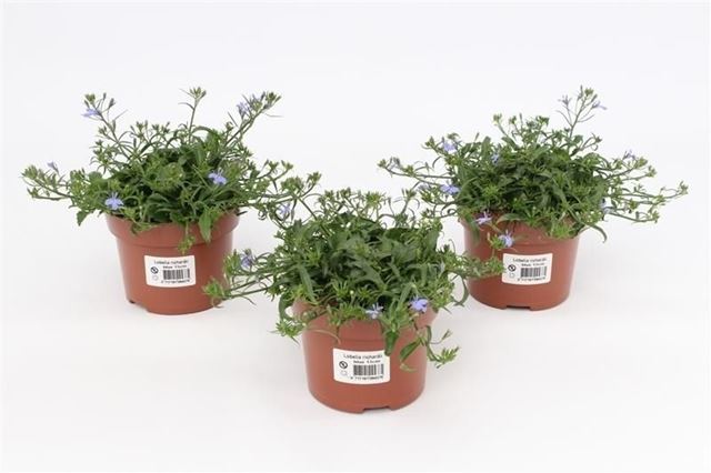 Picture of Lobelia richardii blue