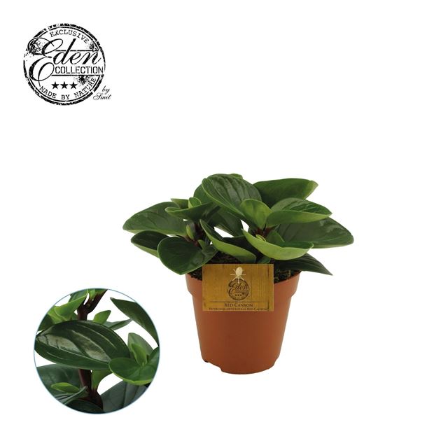 Picture of Peperomia red canyon