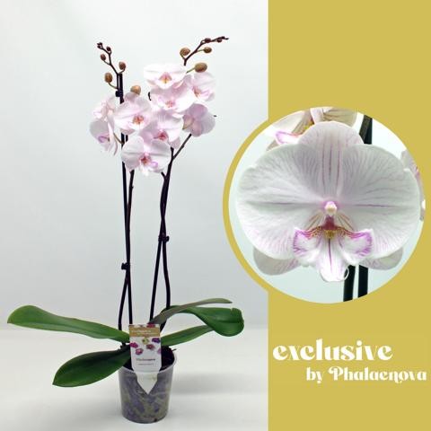 Picture of PHALAENOPSIS 02-STEM AMBON