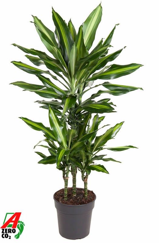 Picture of Dracaena cintho carrousel