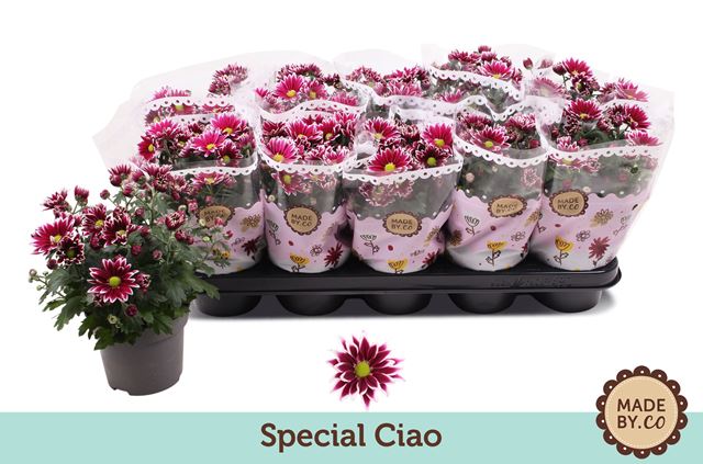 Picture of CHRYSANTHEMUM INDICUM SPECIAL CIAO