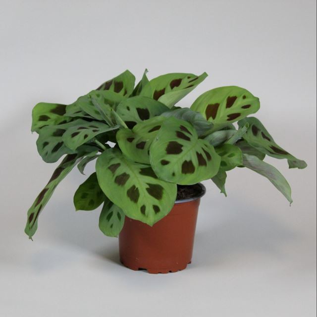 Picture of MARANTA LEUCONEURA KERCHOVEANA