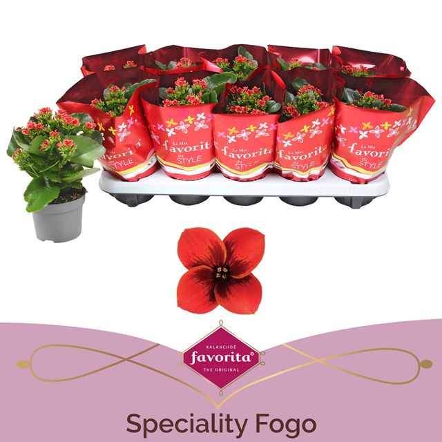 Picture of Kalanchoe single special red