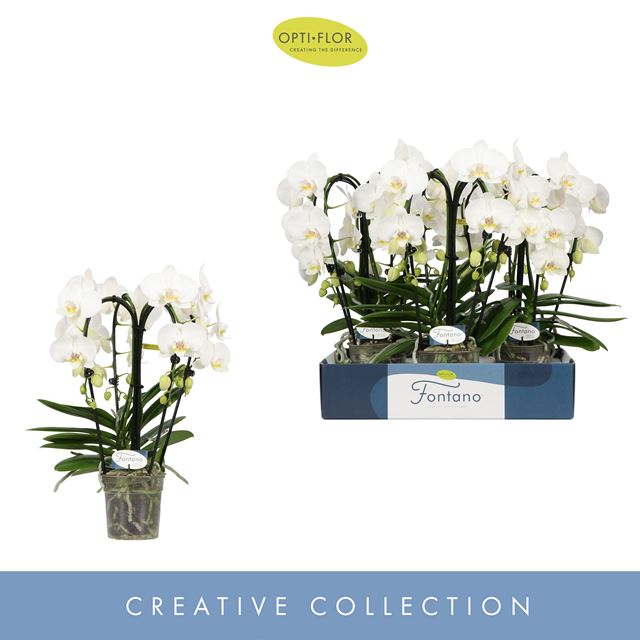Picture of PHALAENOPSIS 04-STEM FONTANO BELLAGIO