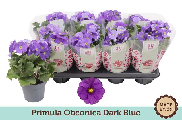 Picture of Primula obconica dark blue