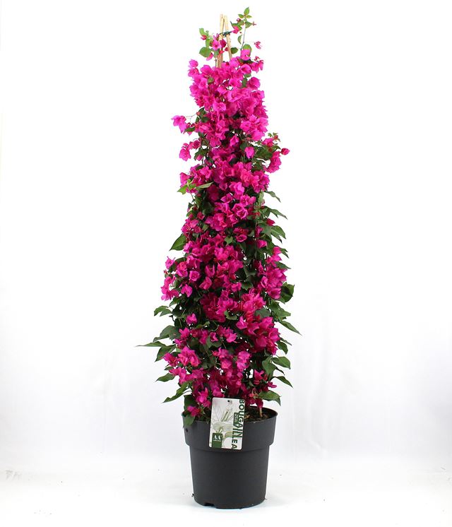 Picture of Bougainvillea sanderiana pyramid purple