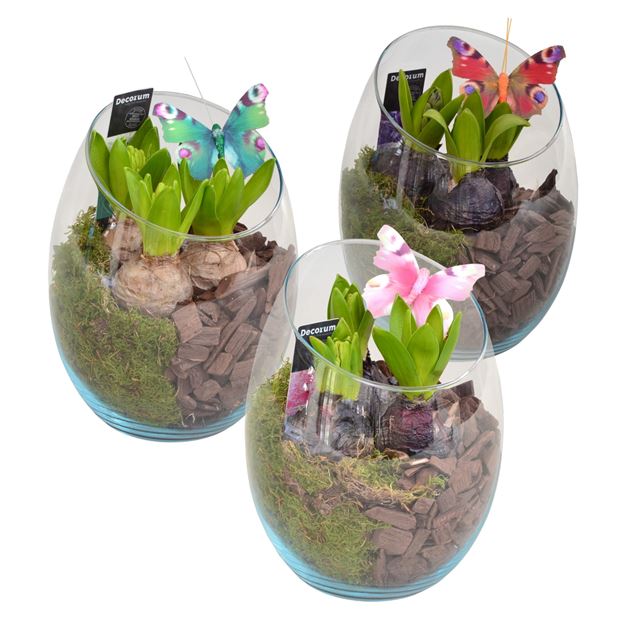 Picture of Hyacinthus 03bulbs glass oblique