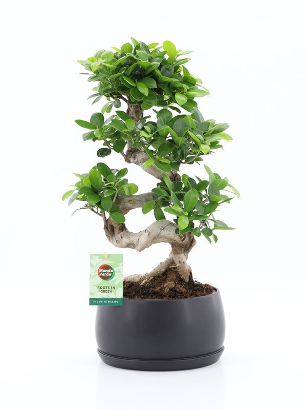 Picture of FICUS MICROCARPA GINSENG S-TYPE IN CERAMIC