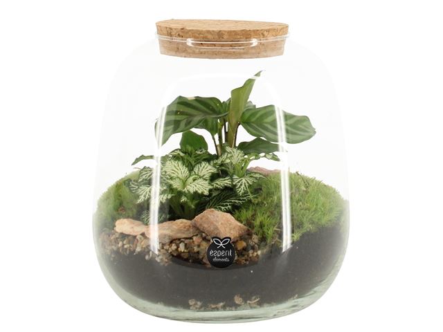 Picture of TERRARIUM