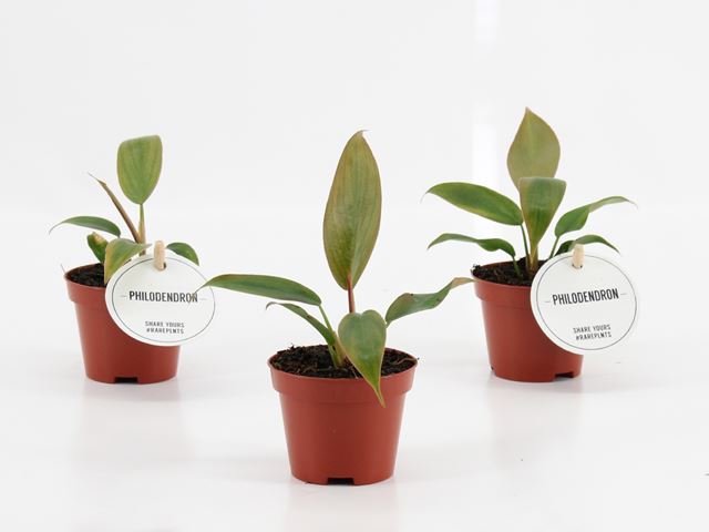 Picture of PHILODENDRON FLORIDA BRONZE
