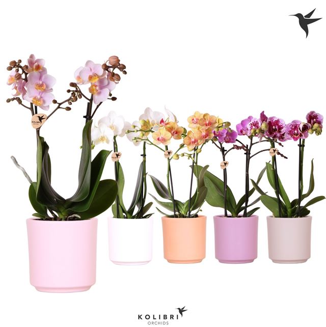 Picture of Phalaenopsis 02-stem kolibri mix in ceramic