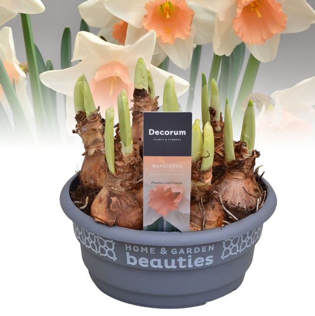 Picture of Narcissus peaches and cream