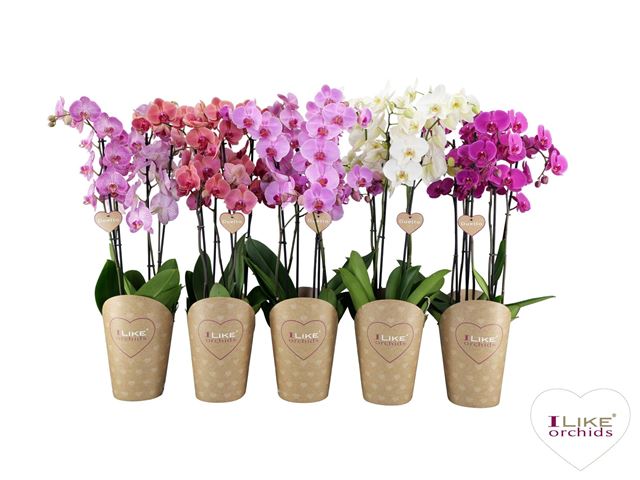 Picture of PHALAENOPSIS 03-STEM DUETTO MIX