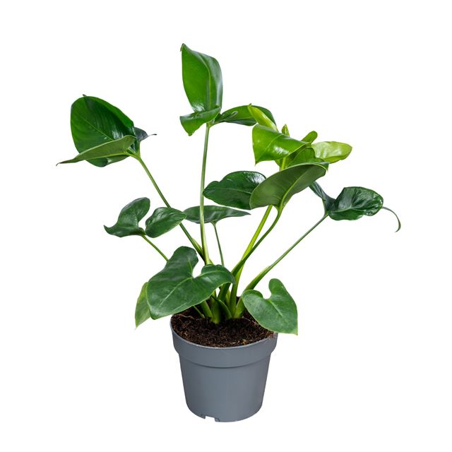 Picture of Philodendron fun bun