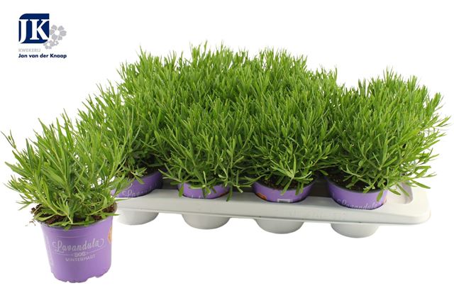 Picture of Lavendula angustifolia edelweiss