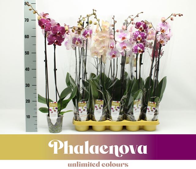 Picture of PHALAENOPSIS 02-STEM NEW COLOURS MIX