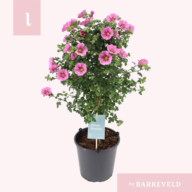 Picture of Anisodontea elegans on stem