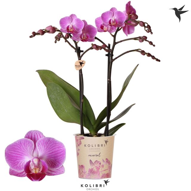 Picture of Phalaenopsis 02-stem vienna