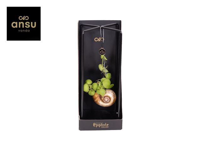 Picture of Dischidia epiphyte collection