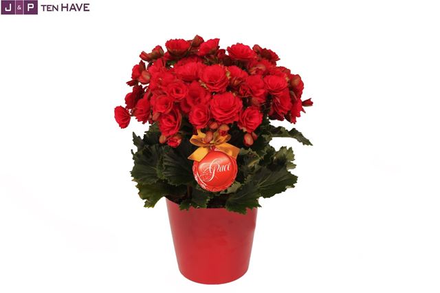 Picture of BEGONIA ELATIOR GRACE IN CERAMIC