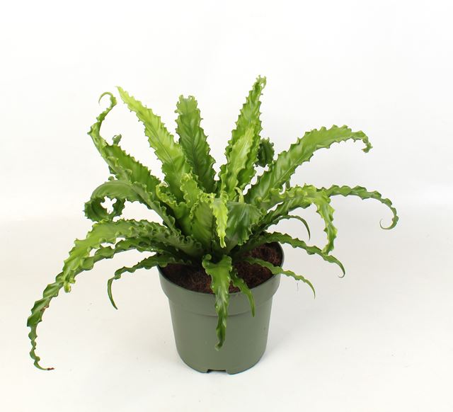 Picture of Asplenium antiquum osaka