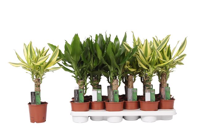 Picture of DRACAENA FRAGRANS MIX ON STEM